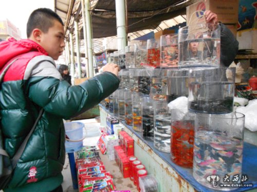 隆冬季節，雁灘花鳥市場依舊熱鬧——大西北網市場調查