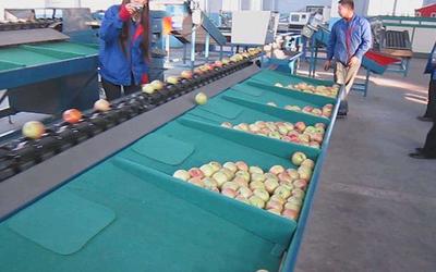 水果分級精細化 基于甜度、直徑與新鮮度的市場擴容戰略